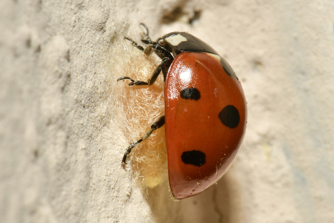Coccinella parassitata (da Braconidae?)